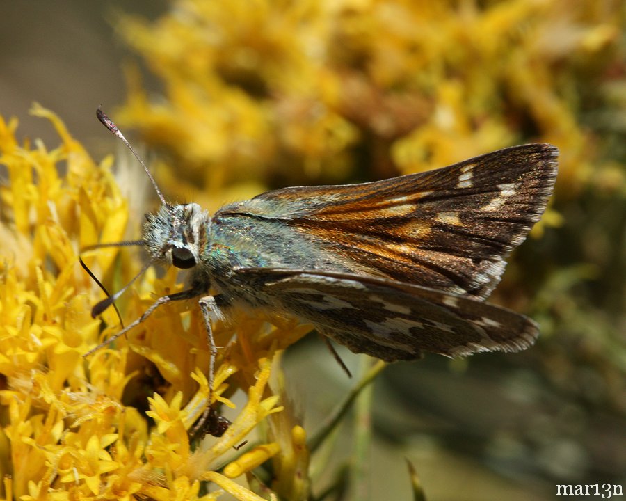Juba Skipper Butterfly