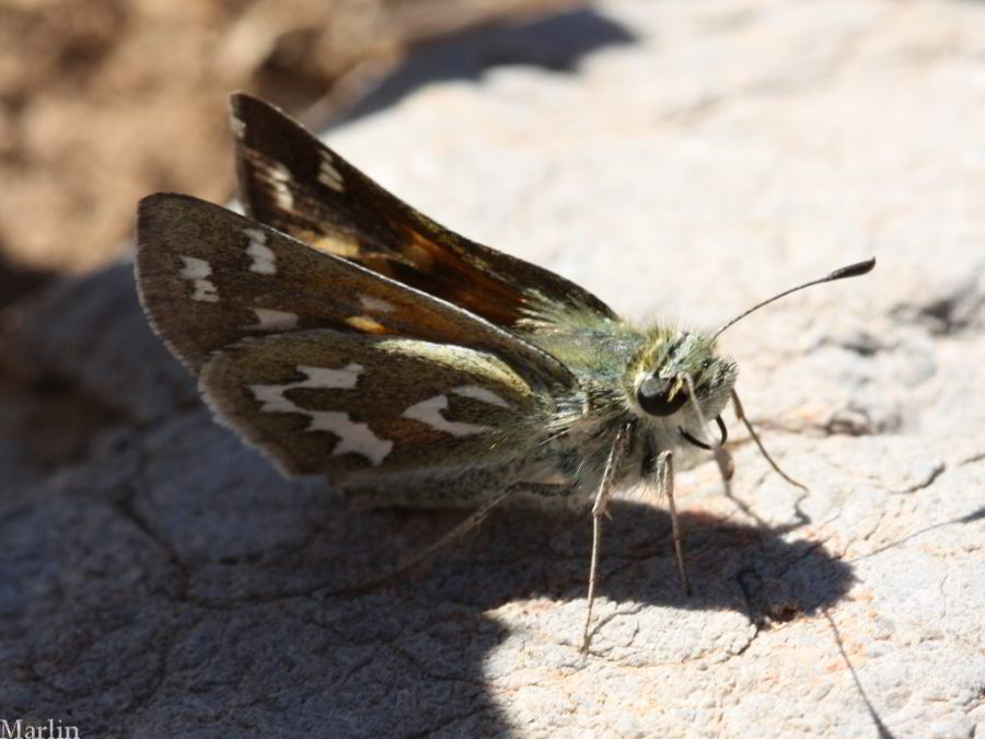 Juba Skipper