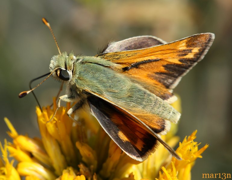 Juba Skipper Butterfly