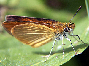 Least Skipper Butterfly - Ancyloxypha numitor