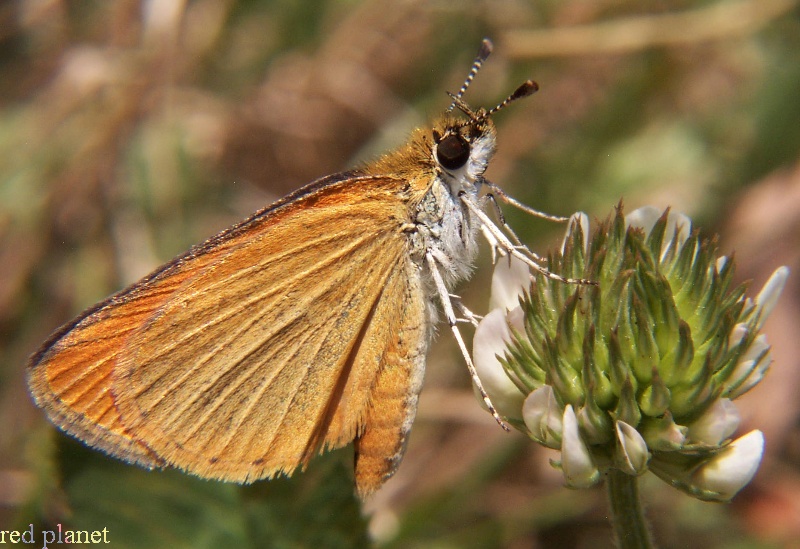 Least Skipper Least Skipper Butterfly - Ancyloxypha numitor