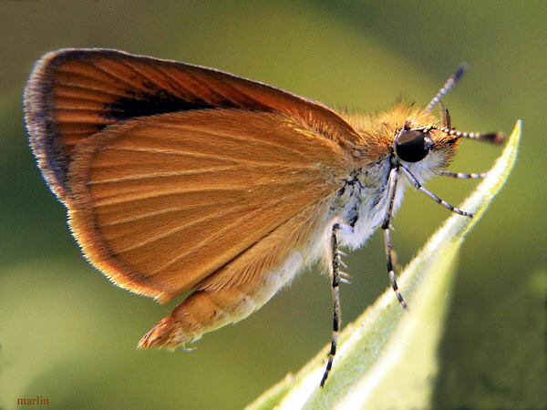 Least Skipper Butterfly - Ancyloxypha numitor