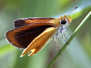 Least Skipper Butterfly - Ancyloxypha numitor