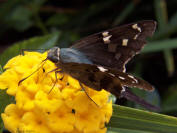Adult Bean Leafroller