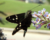 Long-tailed Skipper