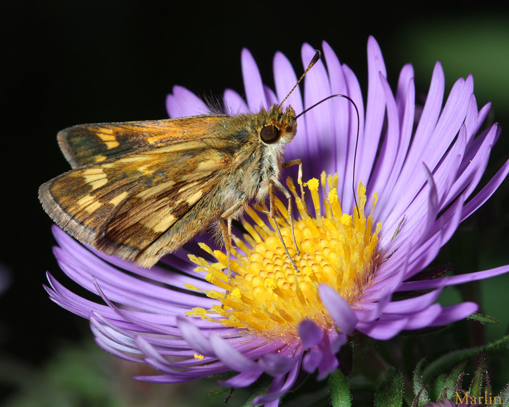 Peck's Skipper Butterfly on New England Aster