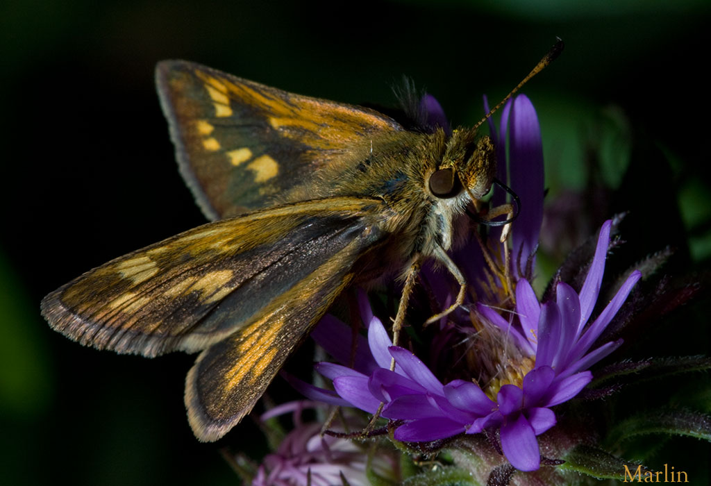 Peck's Skipper Butterfly on New England Aster