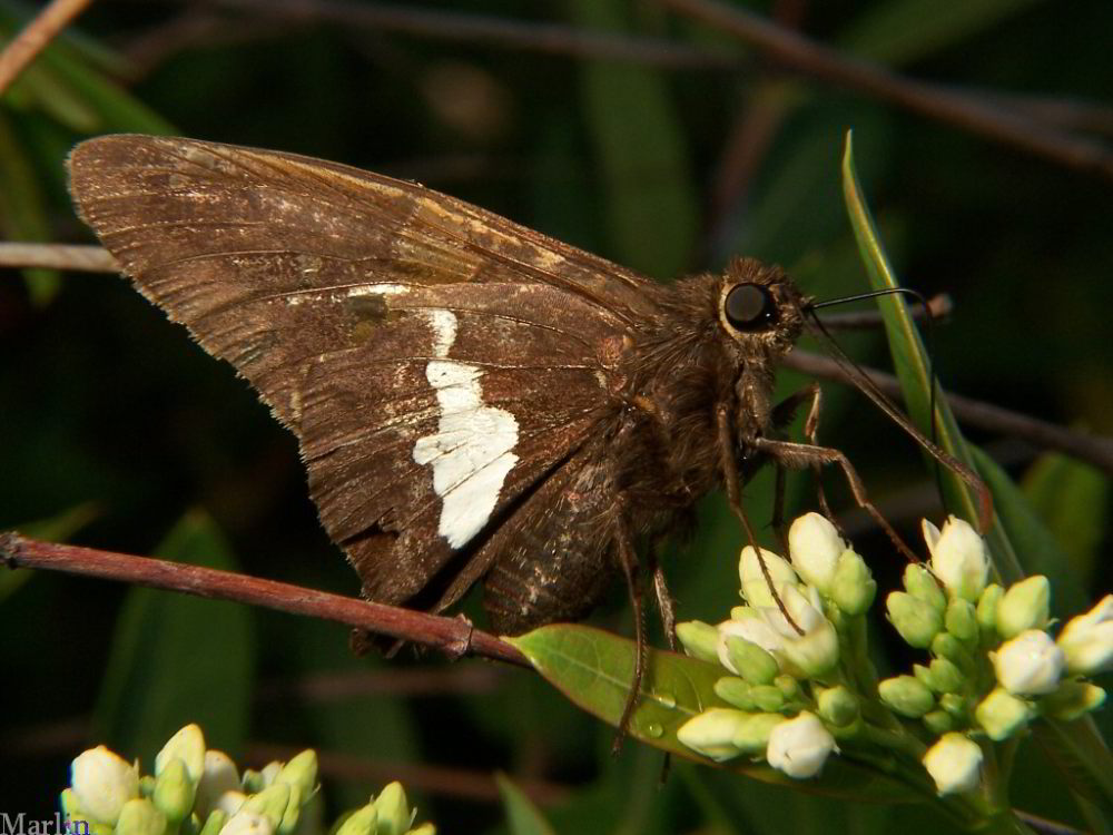 Silver Spotted Skipper Butterfly Epargyreus clarus