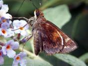 Zabulon Skipper