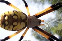 Argiope Spider