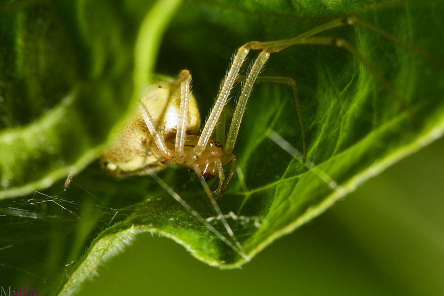 Cobweb Spider - Enoplognatha ovata