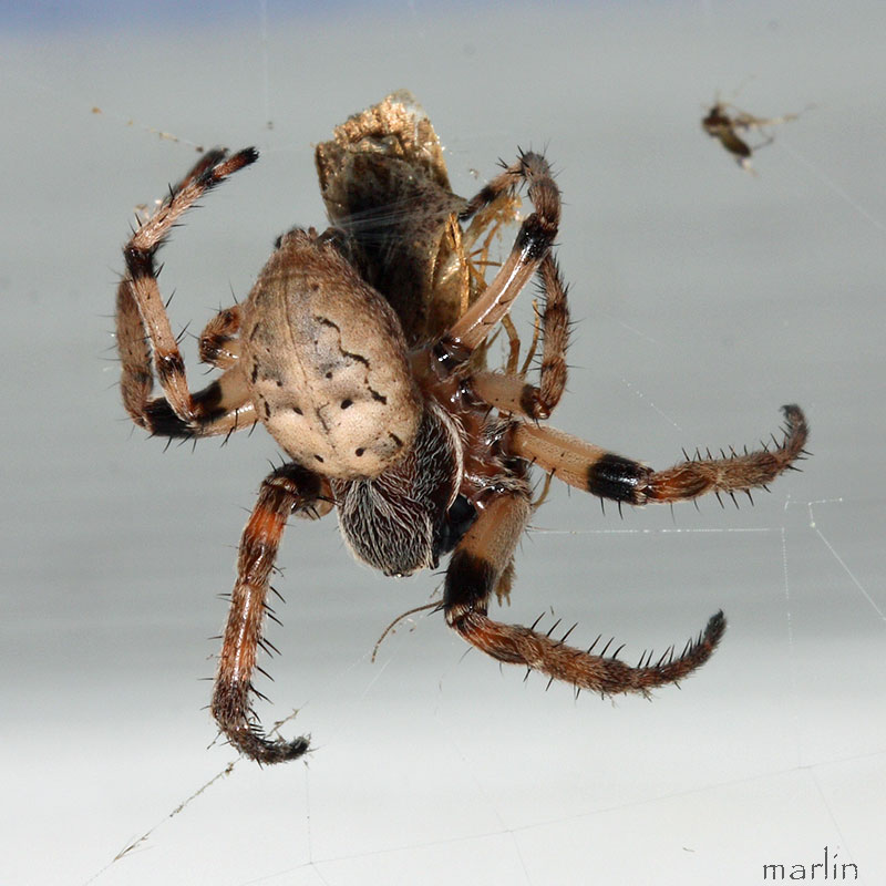 Furrow Orb Weaver Spider 