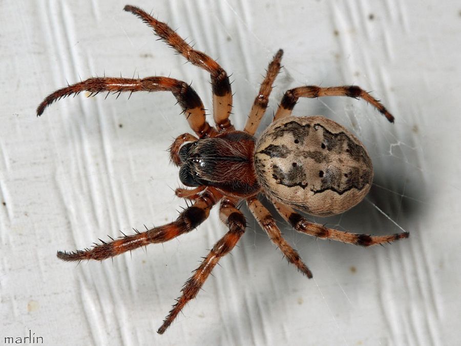 Foliate Spider Female