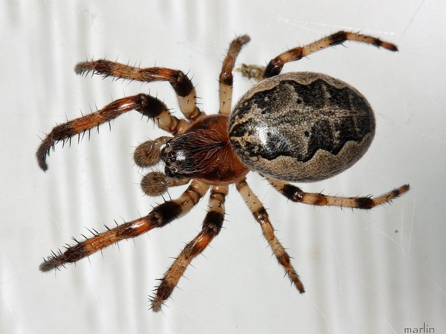 Foliate Spider Male