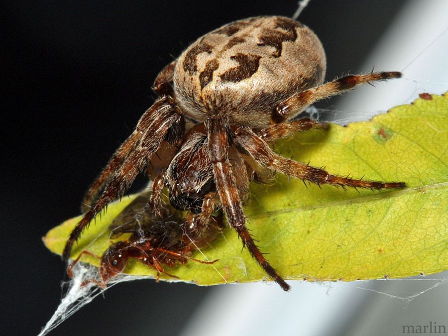 Foliate Spider