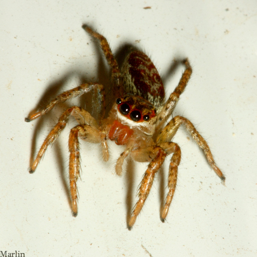 Dimorphic Jumping Spider