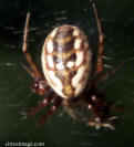 Orb Weaver Spider