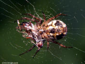 Orb Weaver Spider