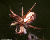 Orb Weaver Spider