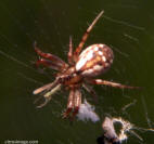 Orb Weaver Spider