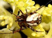 Orbweaver Spider