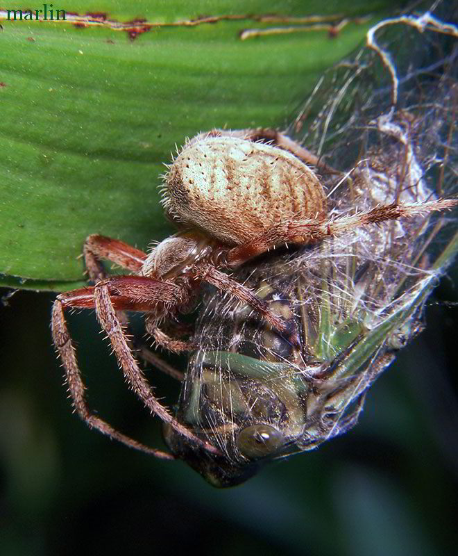 Neoscona crucifera