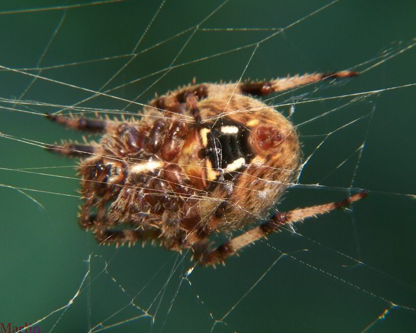 Neoscona crucifera