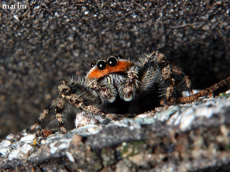 Jumping Spider - Platycryptus undatus