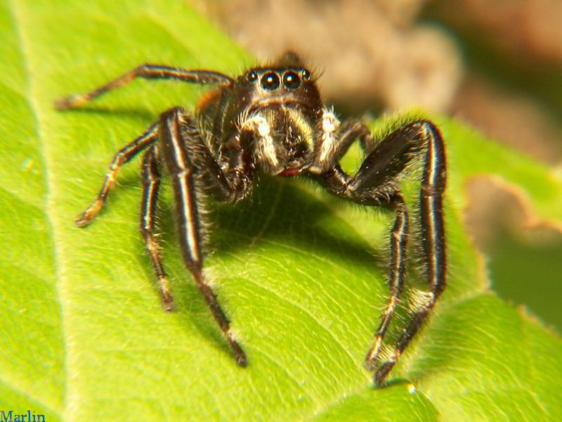 Phidippus clarus