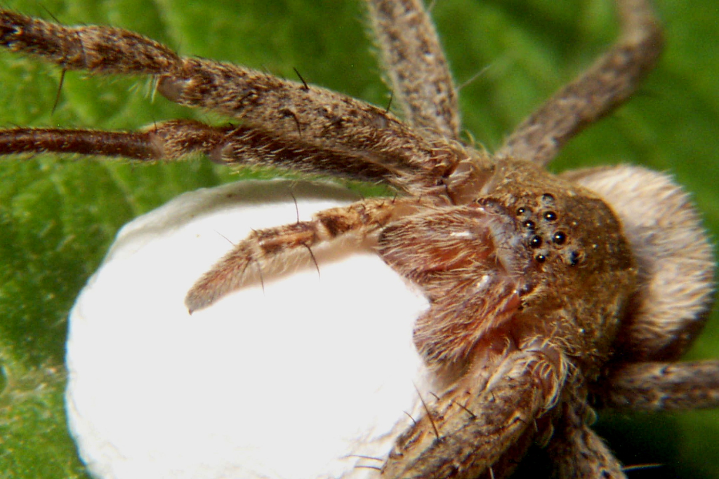 Nursery Web Spider