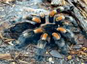 Tarantula