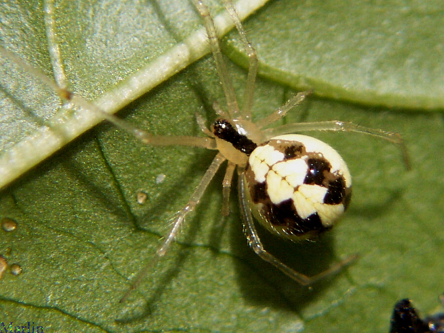 Cobweb Spider - Theridion sp. 