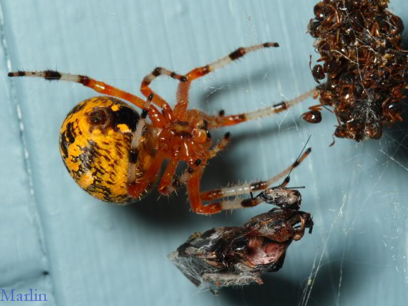 Marbled Orb Weaver Spider with Queen Ants Prey