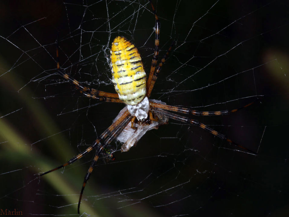 Banded Garden Spider