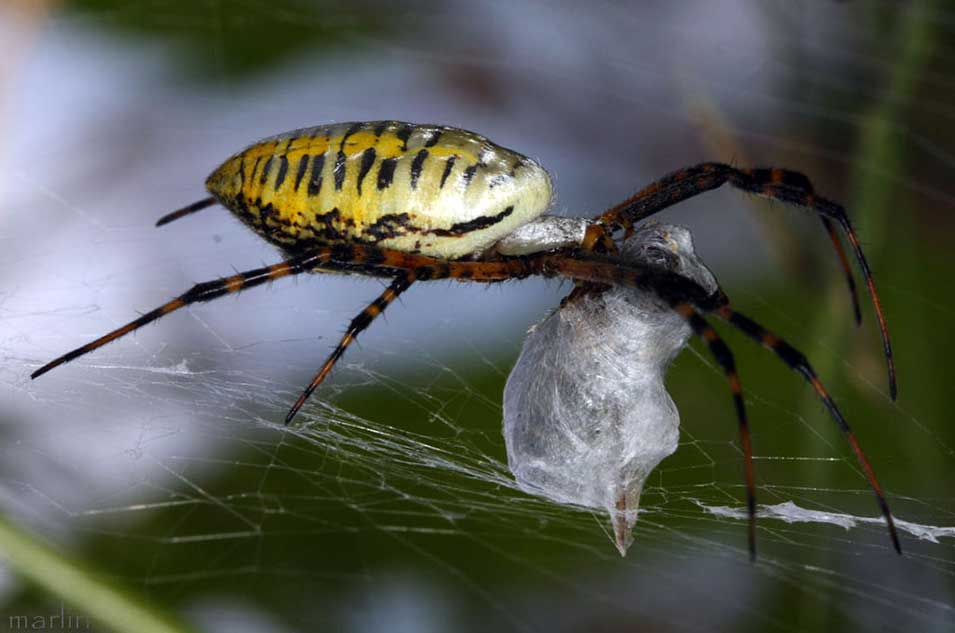 Banded Garden Spider