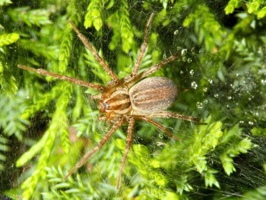 Funnel Web Spider