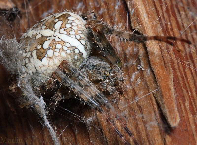 Cross Orb Weaver Spider