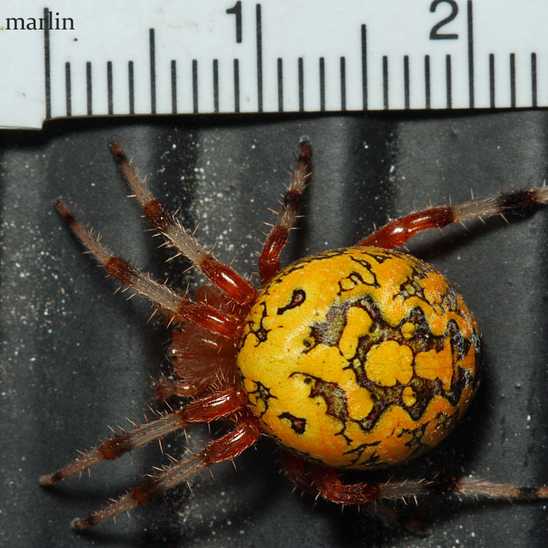 Female Marbled Orb Weaver with scale = 15mm