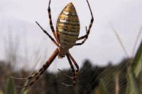 Spider