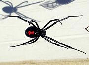 Black Widow Spider - Latrodectus mactans