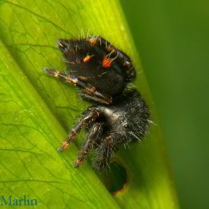 Daring Jumping Spider