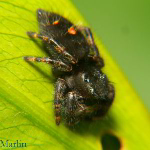 Daring Jumping Spider