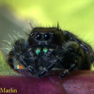 Daring Jumping Spider
