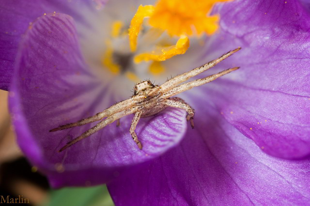 Early spring crab spider in purple crocus flower