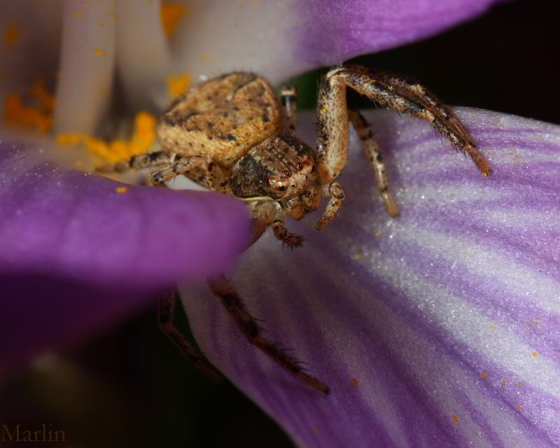 Crab Spider - Xysticus sp.