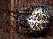 Cross Orbweaver