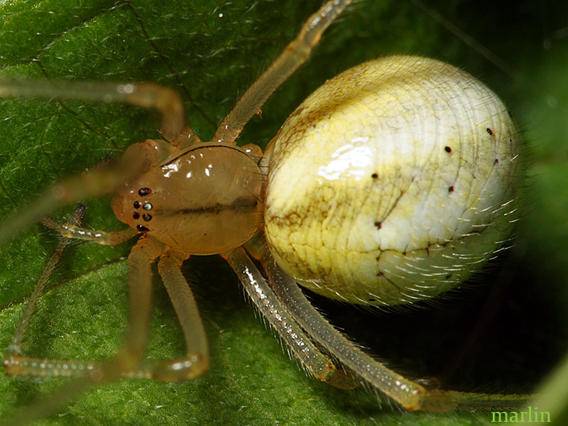 Cobweb Spider - Enoplognatha ovata