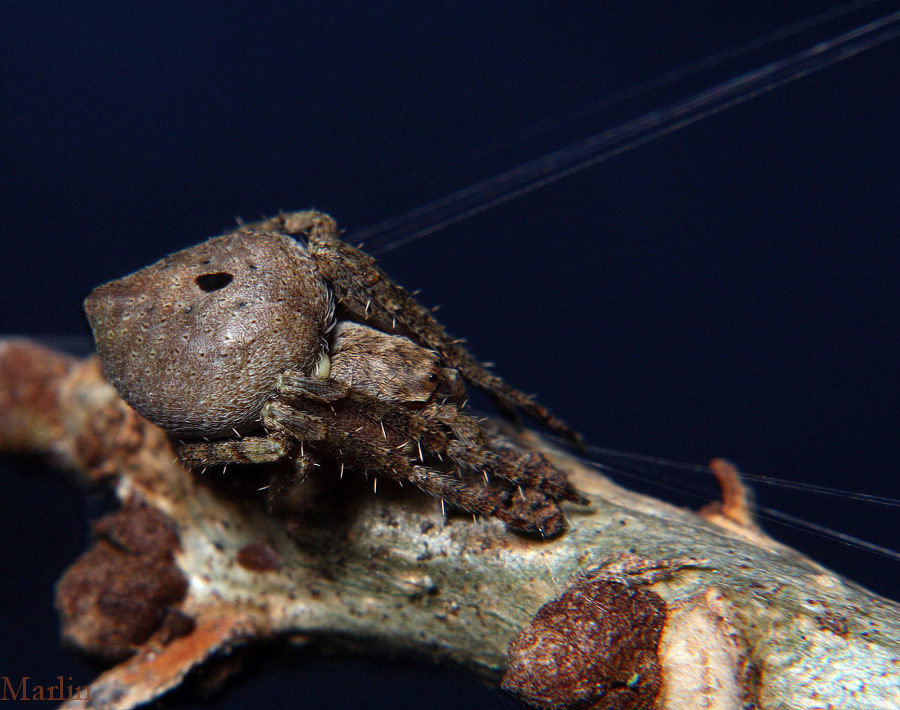 Humpback Orb Weaver Spider - Eustala sp.