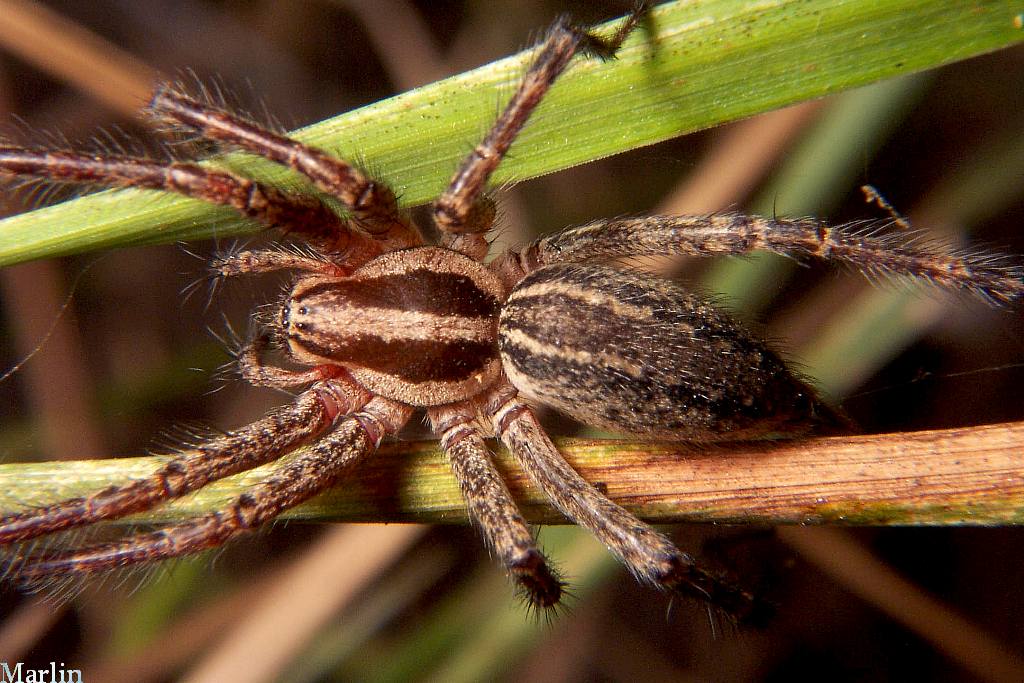 aromatherapy funnels