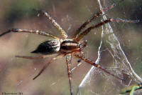 Spider